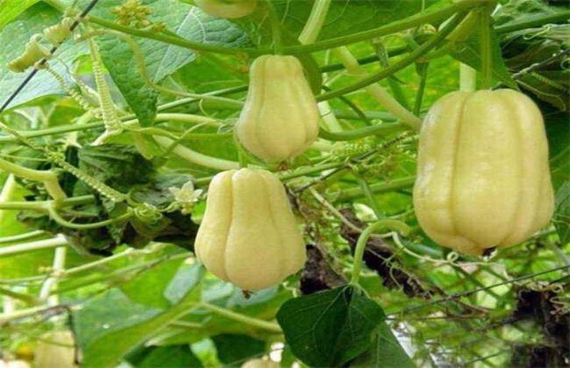 佛手瓜什么时候种最好「佛手瓜什么时候种最好 种植方法」